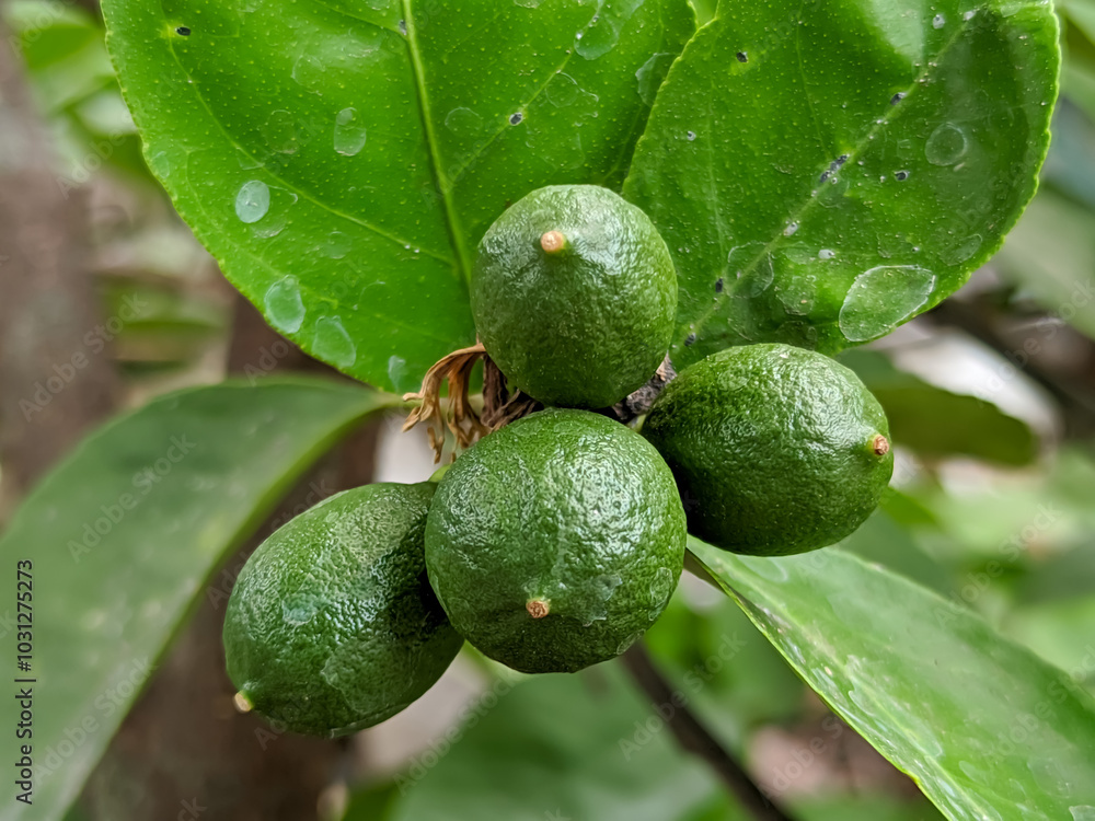 A close-up of several bright green key lime creates a refreshing visual contrast against the vibrant background of green leaves. The smooth, glossy skin of the limes reflects a hint of sunlight. A close-up of several bright green key lime creates a refreshing visual contrast against the vibrant background of green leaves. The smooth, glossy skin of the limes reflects a hint of sunlight.