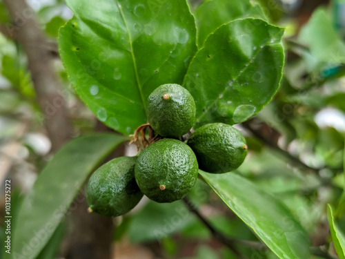 Wallpaper Mural A close-up of several bright green key lime creates a refreshing visual contrast against the vibrant background of green leaves. The smooth, glossy skin of the limes reflects a hint of sunlight. Torontodigital.ca