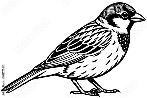 Sparrow beautiful bird vector art illustration with white background photo