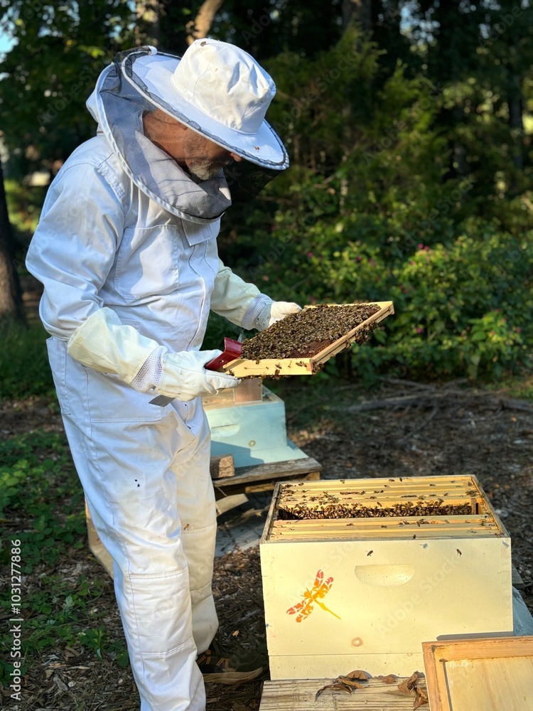 Beekeeper tending to hive in beekeeper suit, friendly nature photo process of honey harvest Beekeeper tending to hive in beekeeper suit, friendly nature photo process of honey harvest