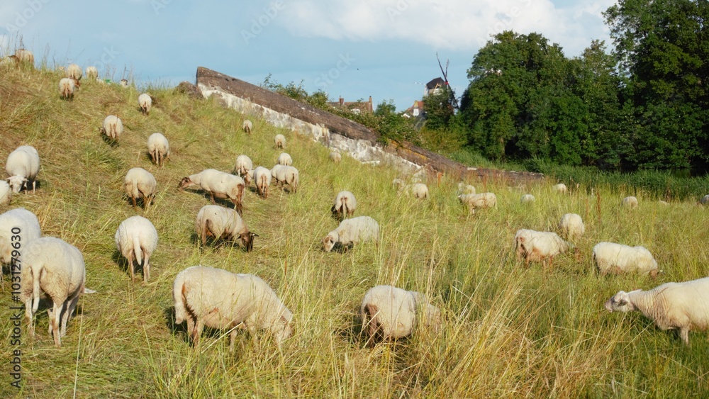 Obraz premium Sheep in Dutch landscape. Sheep grazing and living on grass in natural environment and green environment. Wool production and meat for consumption.