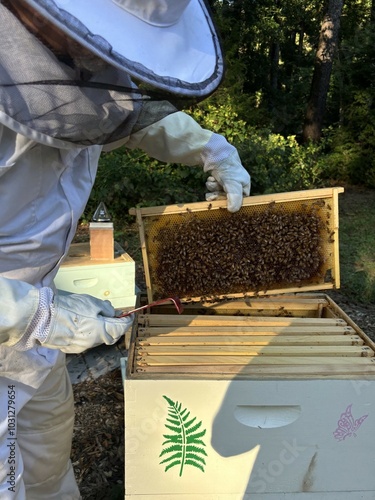 Beekeeper tending to hive in beekeeper suit, friendly nature photo process of honey harvest