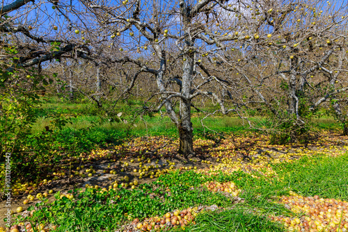 Garden has been infected with an infectious disease rotten apples have fallen from trees.