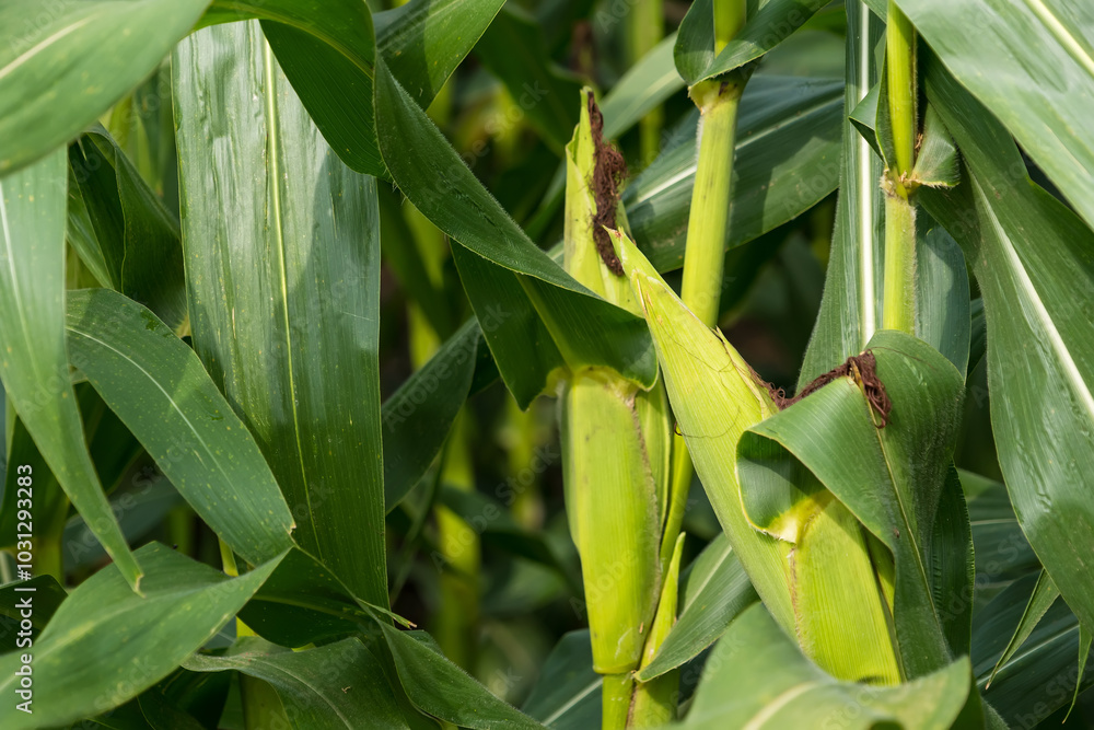 Nature's Treasure: A Ripe Corn Cob Hanging from a Stalk Nature's Treasure: A Ripe Corn Cob Hanging from a Stalk