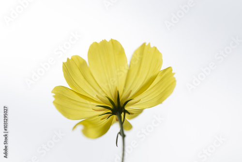 Wallpaper Mural キバナコスモスのアップ Torontodigital.ca