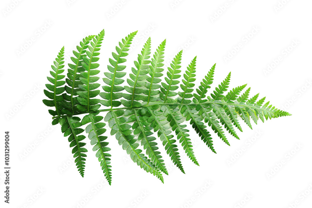 Highly detailed shot of fern leaf texture with natural patterns Highly detailed shot of fern leaf texture with natural patterns