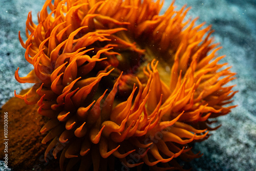 Fototapeta Naklejka Na Ścianę i Meble -  anemone