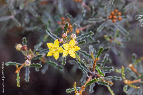Phebalium bullatum - Desert Phebalium