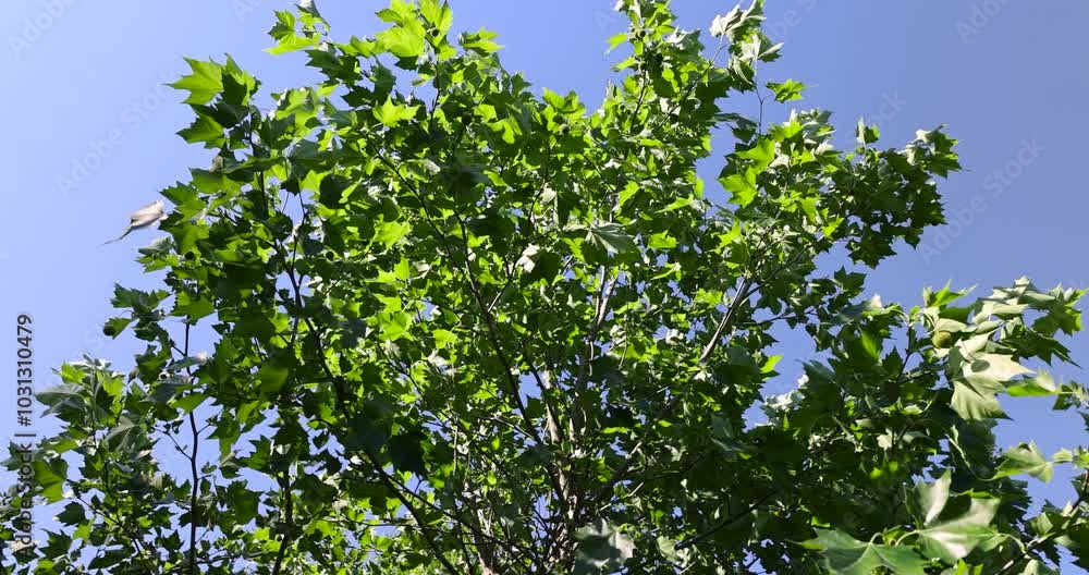 the green foliage of the sycamore tree in the summer, the beautiful foliage of the sycamore tree in sunny weather the green foliage of the sycamore tree in the summer, the beautiful foliage of the sycamore tree in sunny weather