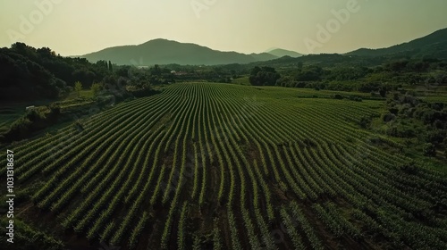 Wallpaper Mural Aerial view of a vast green field with rows of crops, surrounded by hills and trees in the distance. Torontodigital.ca