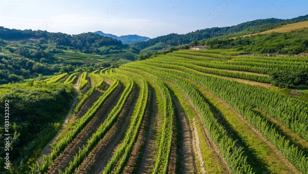 Aerial view of lush, terraced vineyards on rolling hills. Aerial view of lush, terraced vineyards on rolling hills.