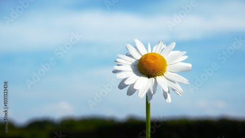 Daisy flower that represents gloom. A lonely feeling and abandoned saying goodbye in black feeling that symbolizes mourning and letting go.