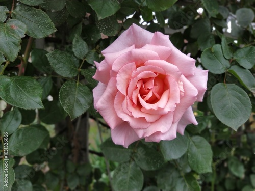 A soft pink rose showcases its beautiful petals, gently unfurling in a vibrant garden filled with lush foliage under bright sunlight. photo