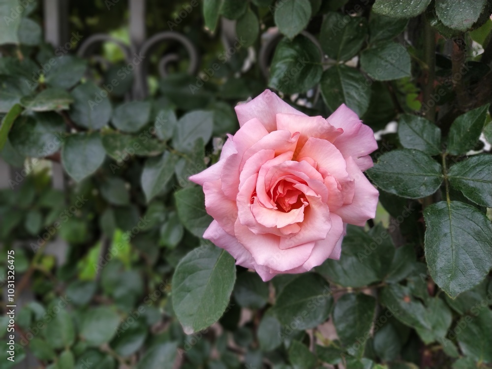 A soft pink rose showcases its beautiful petals, gently unfurling in a vibrant garden filled with lush foliage under bright sunlight. A soft pink rose showcases its beautiful petals, gently unfurling in a vibrant garden filled with lush foliage under bright sunlight.