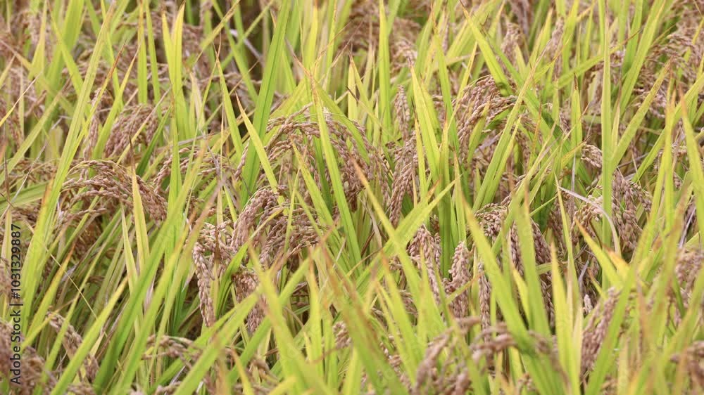 Autumn grains - ears of rice with their heads bowed. with the sounds of nature Autumn grains - ears of rice with their heads bowed. with the sounds of nature