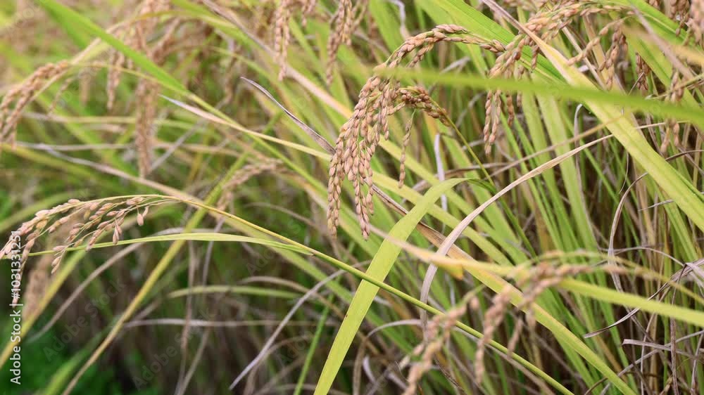Autumn grains - ears of rice with their heads bowed. with the sounds of nature Autumn grains - ears of rice with their heads bowed. with the sounds of nature