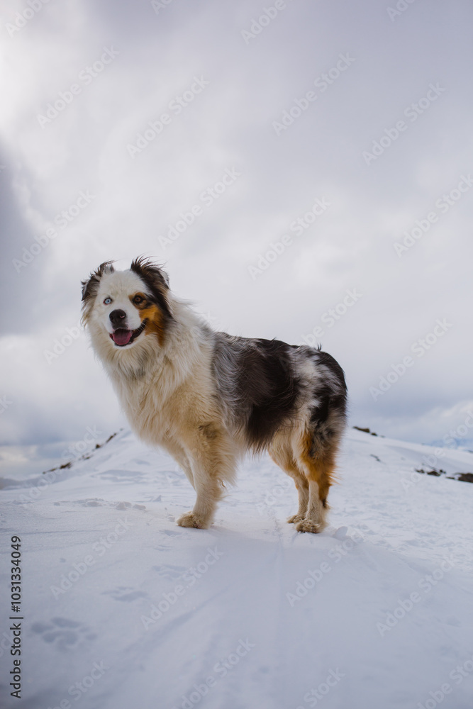 Dog Hiking Quandary Peak in Winter Dog Hiking Quandary Peak in Winter