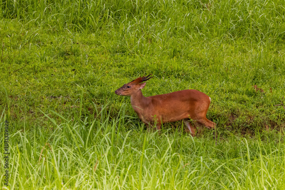 Fototapeta premium The Southern Red Muntjac (Muntiacus muntjak), also known as the Indian Muntjac, is a small deer species with short, reddish-brown fur, a white underbelly, and distinctive small antlers on males.