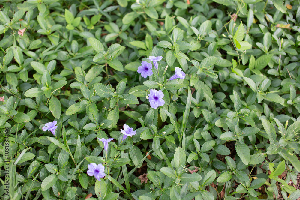 Many purple flowers are blooming. Many purple flowers are blooming.