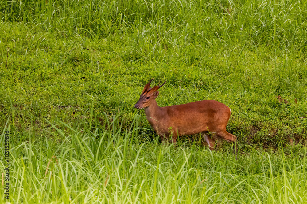 The Southern Red Muntjac (Muntiacus muntjak), also known as the Indian Muntjac, is a small deer species with short, reddish-brown fur, a white underbelly, and distinctive small antlers on males. The Southern Red Muntjac (Muntiacus muntjak), also known as the Indian Muntjac, is a small deer species with short, reddish-brown fur, a white underbelly, and distinctive small antlers on males.
