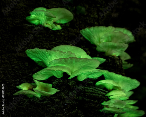 Ghost Mushroom (Omphalotus nidiformis) bioluminescent fungi glowing in the dark selected focus.