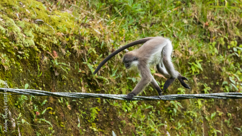 An aboreal old world monkey known as the White-thighed Surili (Presbytis siamensis)  photo