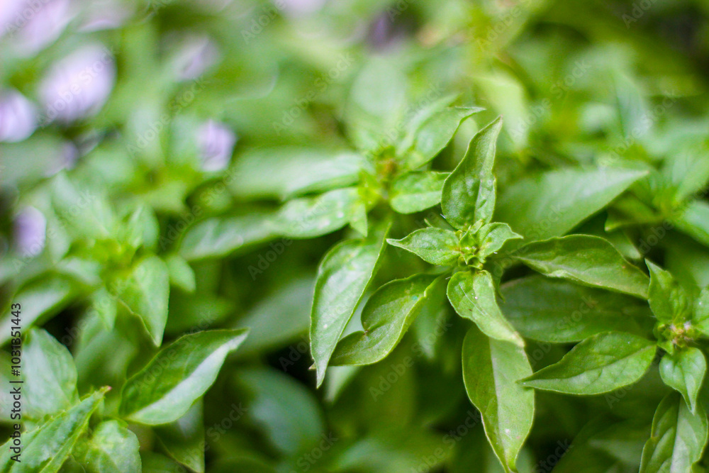 Close up fresh basil plant in the small garden
Close up fresh basil plant in the small garden