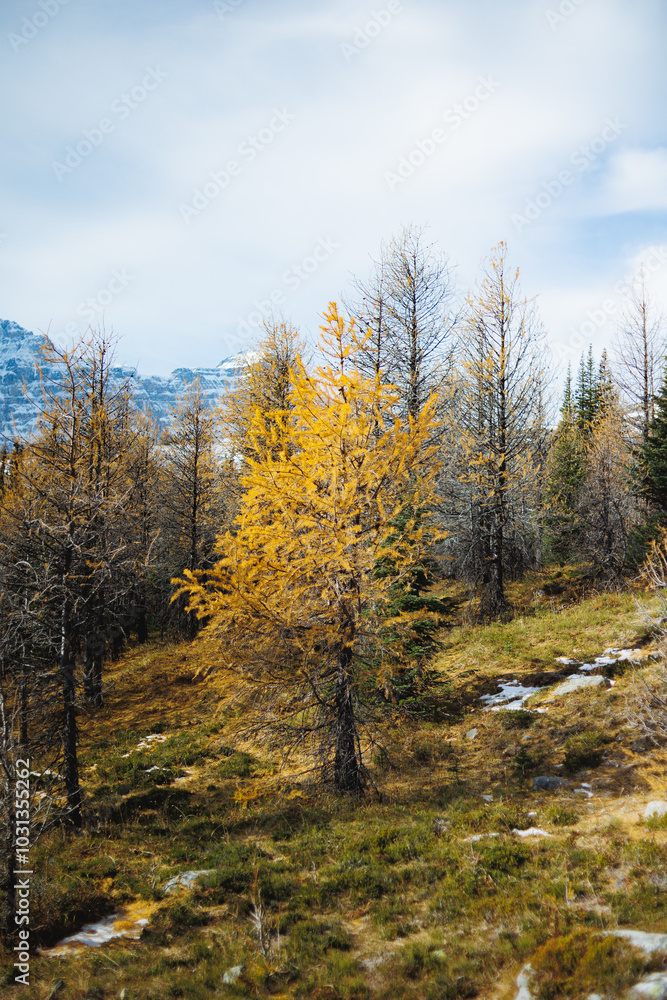 Landscape of Larch Valley, Banff National Park, Alberta, Canada. Yellow larch in autumn. Landscape of Larch Valley, Banff National Park, Alberta, Canada. Yellow larch in autumn.