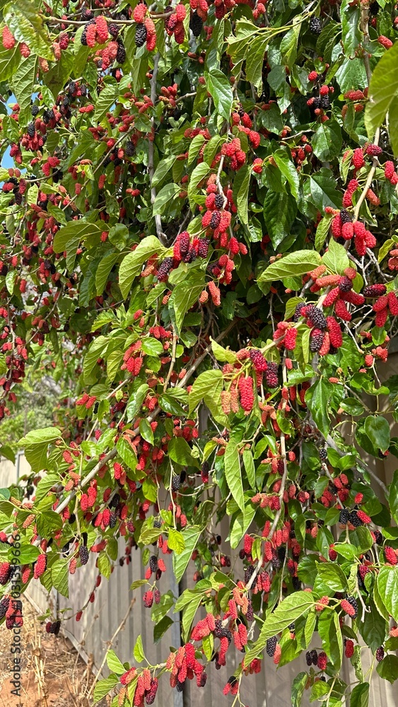mulberries mulberries