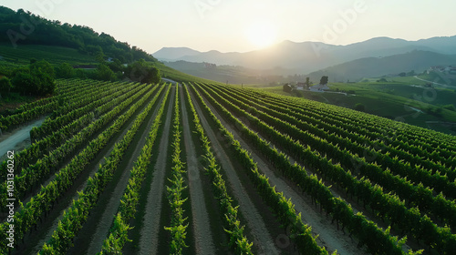 A top view of a vineyard on a hillside, where grapevines grow in neat rows across the fertile land