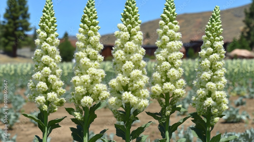 Tall white flowers blooming in a field under a clear blue sky. Tall white flowers blooming in a field under a clear blue sky.