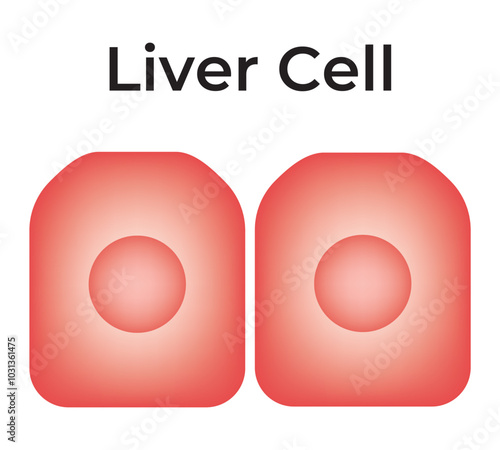 liver Cell Science Design Vector Diagram Graphic