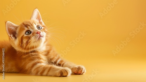 Playful Kitten Stretching on Beige Background