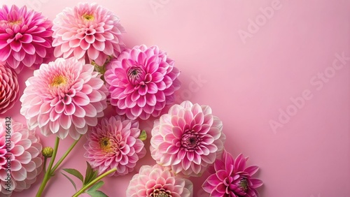 Pink dahlias on a pastel pink background, pink, dahlias, flowers, pastel, background, girly, feminine, springtime, petals