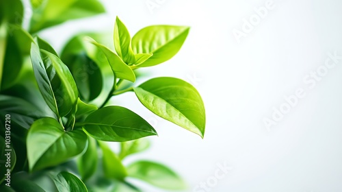 Lush green leaves against a white background, providing a natural and refreshing aesthetic.