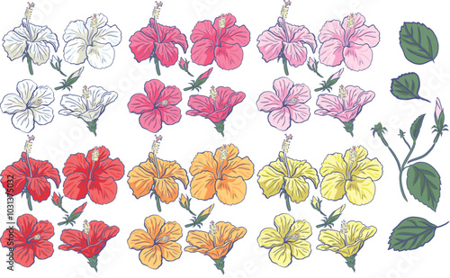 Elements Vector set Hibiscus isolated on white background.