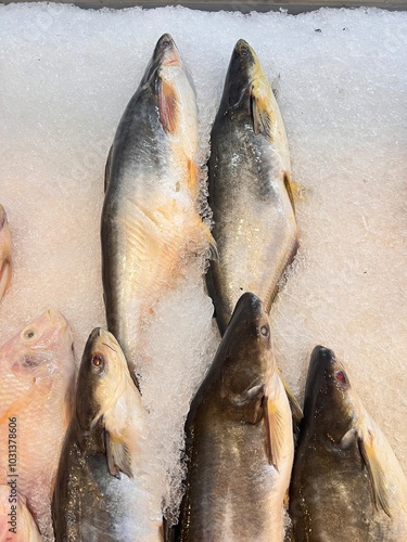 Display of fresh fish for sale at local market