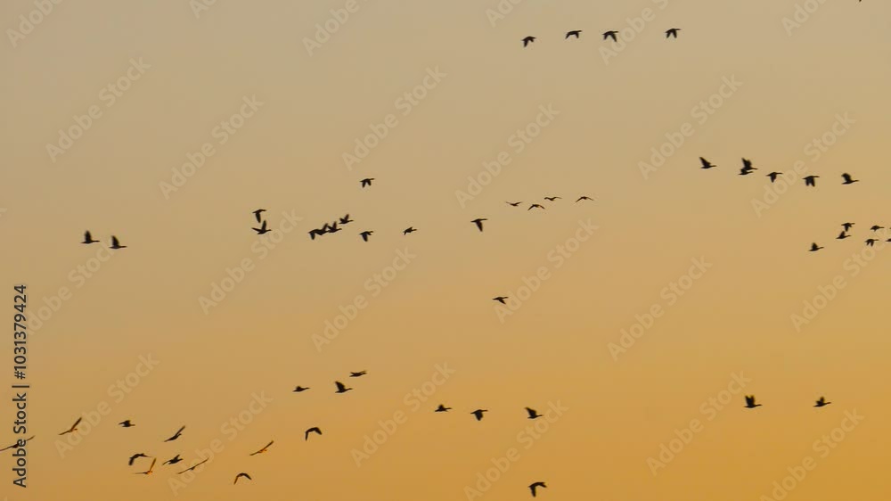 Static shot of migratory birds fly in soft yellow sunrise sky, Latvia Static shot of migratory birds fly in soft yellow sunrise sky, Latvia