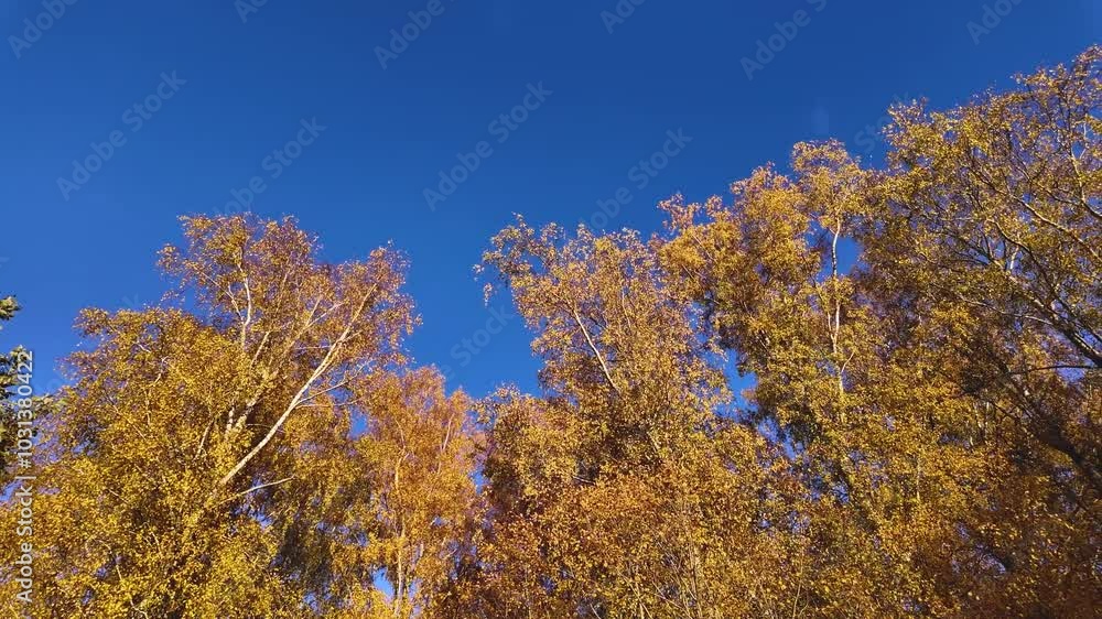 Bright yellow fall foliage in a panning shot. Bright yellow fall foliage in a panning shot.