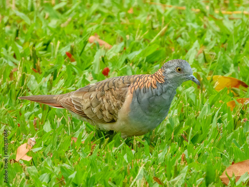 Bar-shouldered Dove - Geopelia humeralis in Australia