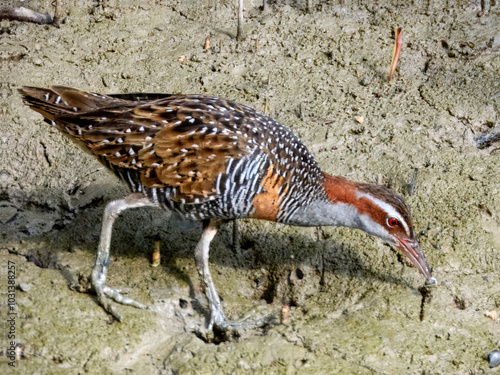 Buff-banded Rail - Gallirallus philippensis in Australia photo