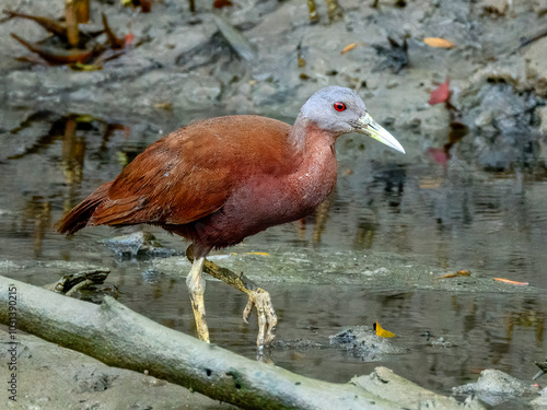 Chestnut Rail - Gallirallus castaneoventris in Australia photo