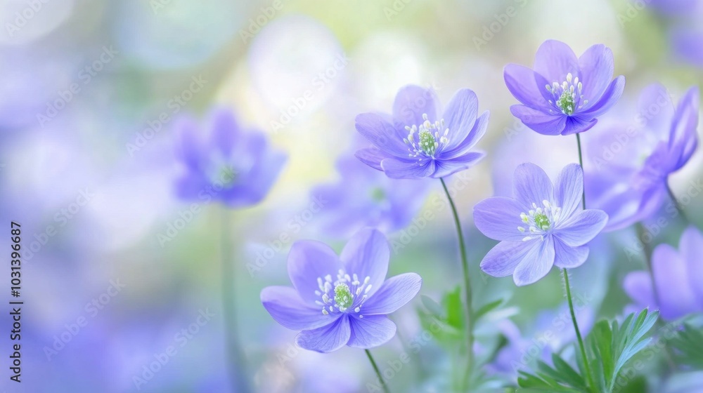 Fototapeta premium Delicate blue spring flowers in sharp focus, with a beautifully soft, blurry background adding depth and serenity.