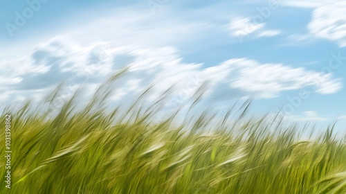 Wind-Bent Grass in Open Field