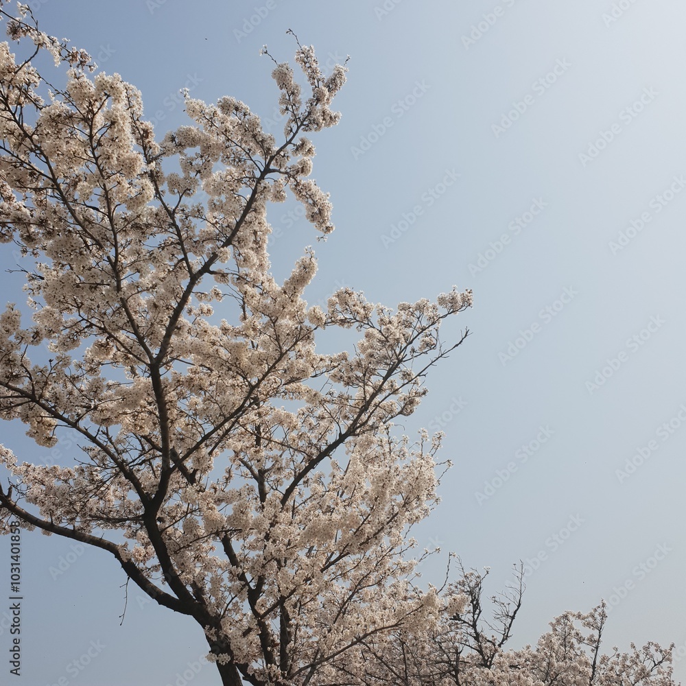 a picture of a cherry blossom tree in a cloudy sky a picture of a cherry blossom tree in a cloudy sky