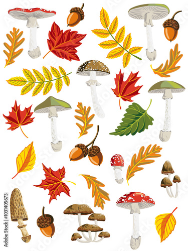 vector drawing poisonus mushrooms, autumn tree leaves and oak acorns , forest design elements, hand drawn botanical illustration photo