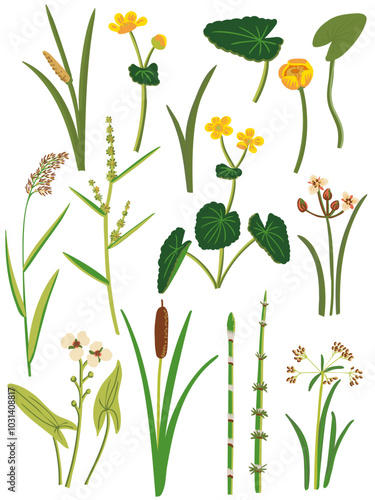 wood club-rush, bulrush, reed, marsh-marigold, vector drawing wild water plants at white background, set of floral elements, hand drawn botanical illustration