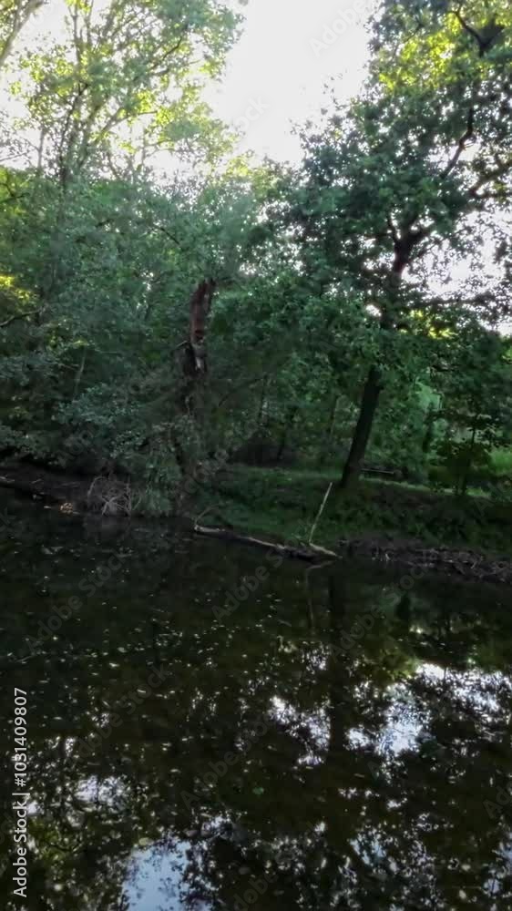 This video is a calming and peaceful journey through a lush forest stream . The water droplets journey begins in the forest, where it falls from a leaf and begins its journey through the stream. As it This video is a calming and peaceful journey through a lush forest stream . The water droplets journey begins in the forest, where it falls from a leaf and begins its journey through the stream. As it