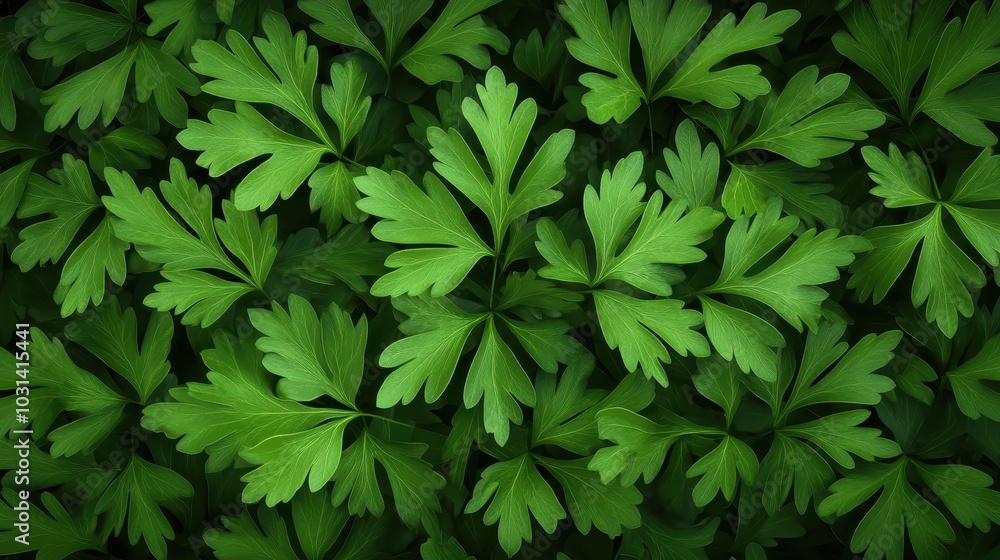 Vibrant Green Parsley Leaves Close Up, Fresh Organic 3D Illustration Vibrant Green Parsley Leaves Close Up, Fresh Organic 3D Illustration