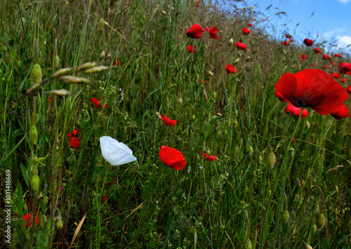 Poppy flowers on a hill with grass on a spring day near Potzbach, Germany. photo